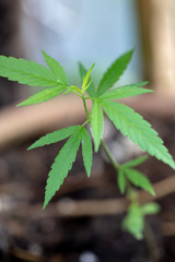 Backgrounds of Cannabis trees are growing on the ground, Used to study the treatment of diseases.