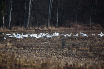 Selective focus photo. Group with  whooper swans (Cygnus cygnus) on field. First Migratory birds before spring time.