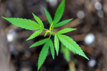 Backgrounds of Cannabis trees are growing on the ground, Used to study the treatment of diseases.