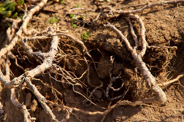 Abstract background of the brown surface of the earth with protruding roots of plants. Cropped shot, horizontal, nobody, outdoors. Concept of nature and ecology.