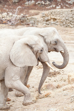 Two elephants in nature in Nature Park