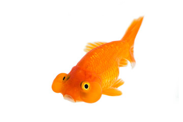 Image of bubble eye goldfish isolated on white background . Animal. Pet.