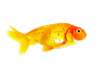 Image of goldfish isolated on white background . Animal. Pet.