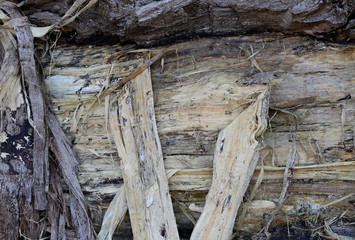 bark of an old tree, background, texture