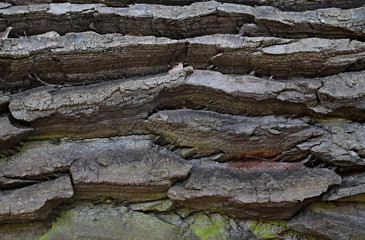 bark of an old tree, background, texture