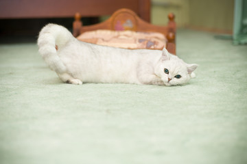 beautiful young cat breed Scottish chinchilla straight