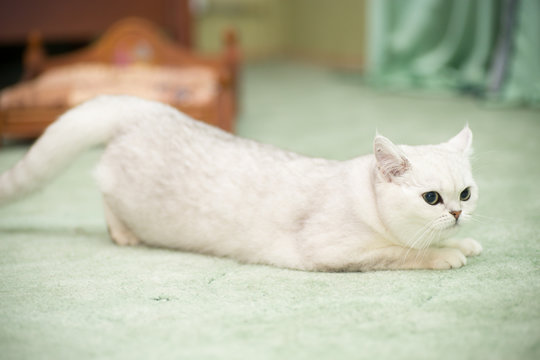 beautiful young cat breed Scottish chinchilla straight