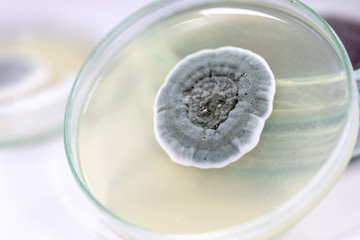 Penicillium, ascomycetous fungi are of major importance in the natural environment as well as food and drug production.  © sinhyu