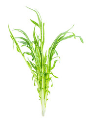 a fresh bitter wheat