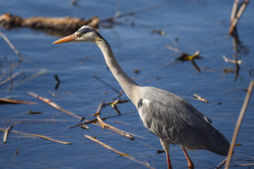 Reiher_03