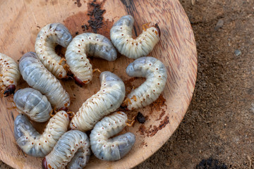 Rhynchophorus ferrugineus larvae food