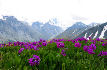 Fototapeta premium Altai Mountains landscape with purple flowers meadow view
