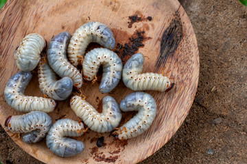 Rhynchophorus ferrugineus larvae food
