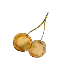 Yellow ginkgo biloba fruits. Watercolor background illustration set. Isolated gingko illustration element.