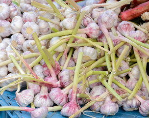 Young garlic. Heads of garlic are on the counter