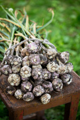 Garlic harvest in the garden