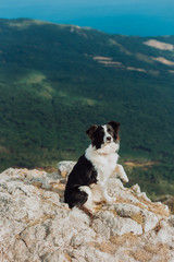 young Border Collie dog with a black and white collar looking out across the mountains with sunny sky and green on background. space for text
