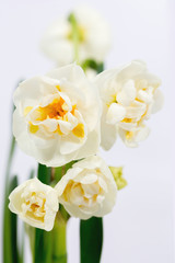 cream daffodils, close-up