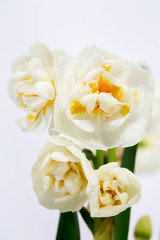 Obraz na płótnie Canvas flower daffodils, close-up