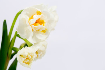Small cream daffodils, close-up