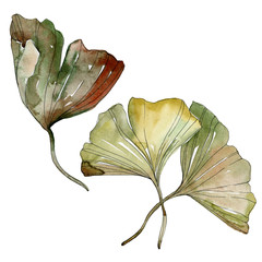 Green red ginkgo biloba leaves. Watercolor background illustration set. Isolated gingko illustration element.