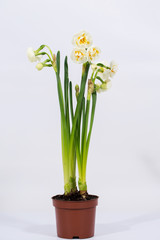 Cream, terry decorative daffodils