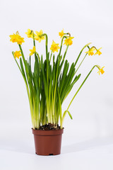 yellow border daffodils