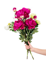 Female hand is holding a peonies