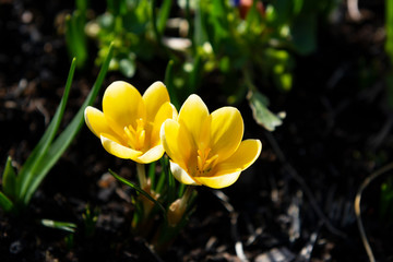 Two small yellow crocuses caught in sunlight