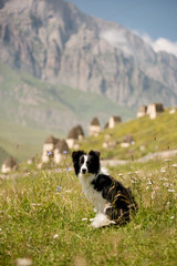 beautiful black and white dog border collie sit on a field on mountain and look in camera. in the background white snow mountains and little cute houses. space for text