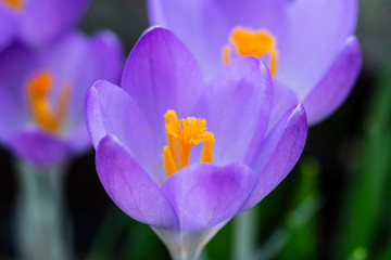 Deep orange stamen in centre of a purple crocus