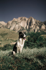 beautiful black and white dog border collie sit on a field with flowers and look in camera. in the background mountains