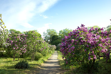 Lilac garden with large lilac bushes