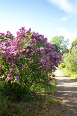 Fototapeta na wymiar Lilac garden with old lilac bushes