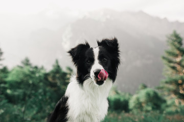 portrait beautiful black and white dog border collie in field and look in camera. in the background mountains. licks nose - obrazy, fototapety, plakaty