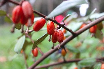 Obraz premium Fruits 