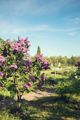 Large lilac bush