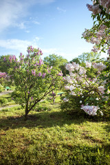 ornamental garden with lilac