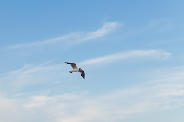 Seagull flying in the blue sky over the sea.