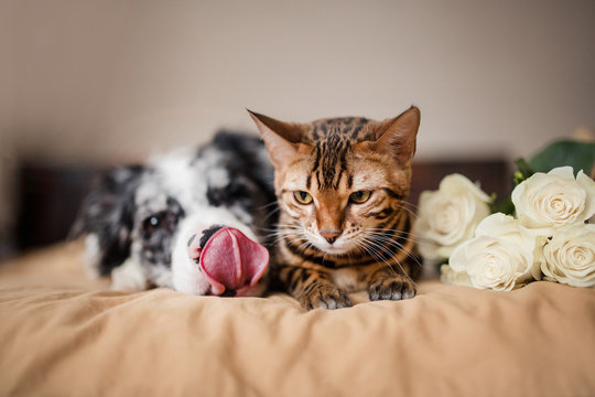 A Dog Border Collie And Cat On Bed With Flowers. Concept Love. 8 March