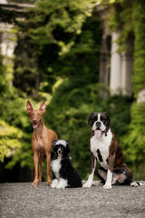 Pharaoh hound, Chinese crested, boxer three dog stay on stairs in nature on sunshine
