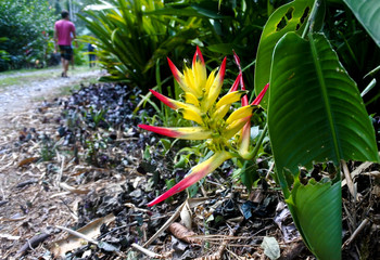 People walking thru the jungle