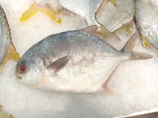 Fish show me the money 