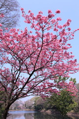 満開となった湖岸の桜