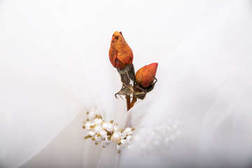 Suszone kwiaty z bukietu ślubnego.