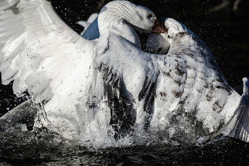 Waterbirds fighting for territory in pond.