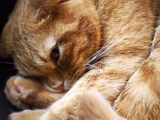 Fototapeta premium 猫