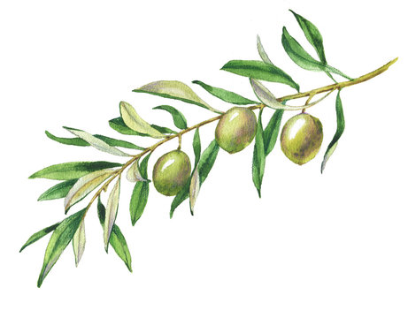 Olive Branch Images – Browse 211,787 Stock Photos, Vectors, and Video