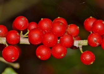 Ripe Yaupon Holly berries (Ilex vomitoria) growing in clusters on a branch during Springtime in Houston, TX. It is a native species to Southeast USA and contains caffeine.