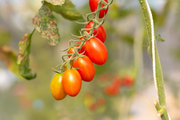 Farm of tomatoes on Bush